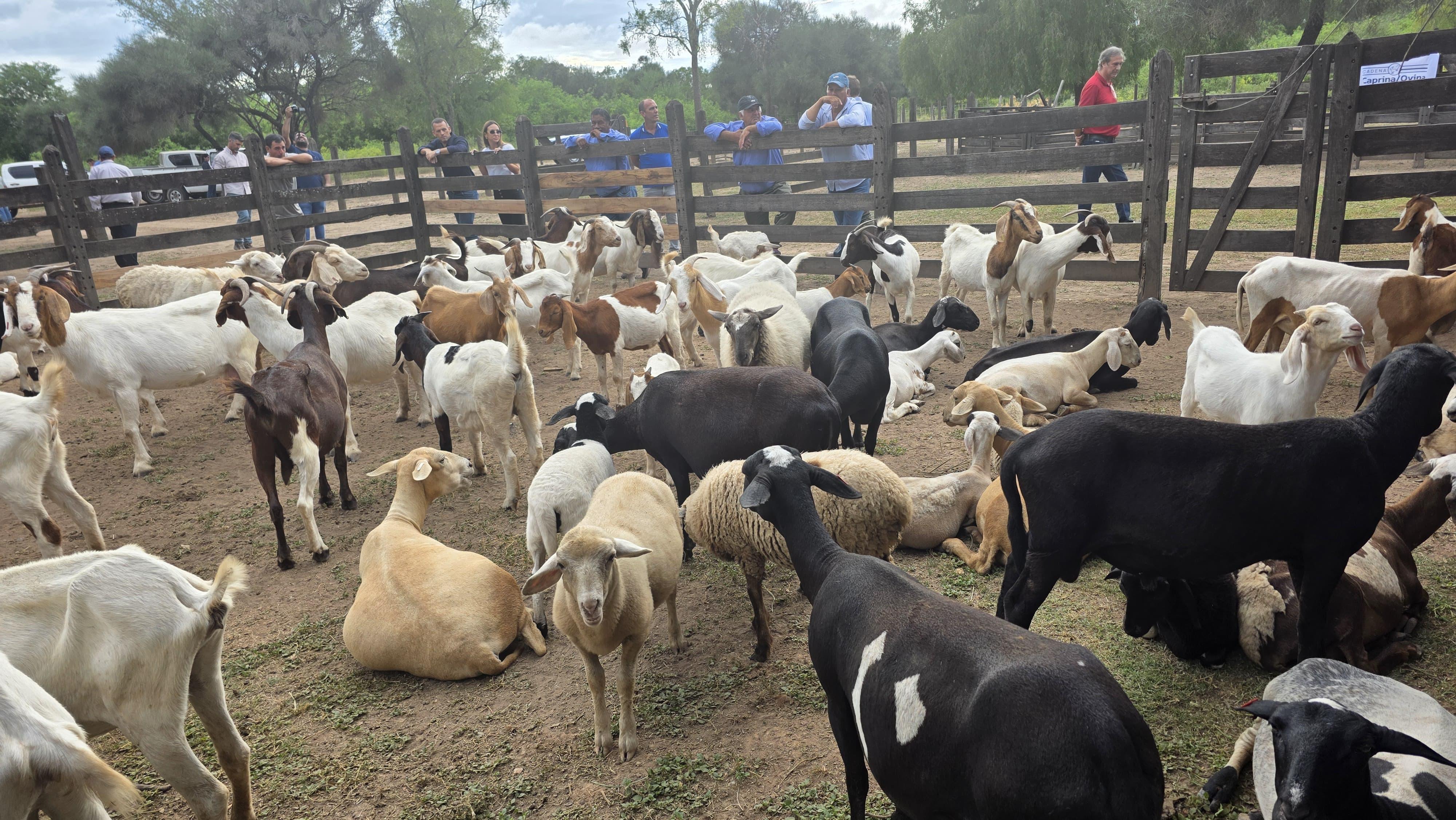 *PROGANO: ENTREGA DE REPRODUCTORES PARA MEJORAR LA GENÉTICA EN EL IMPENETRABLE*