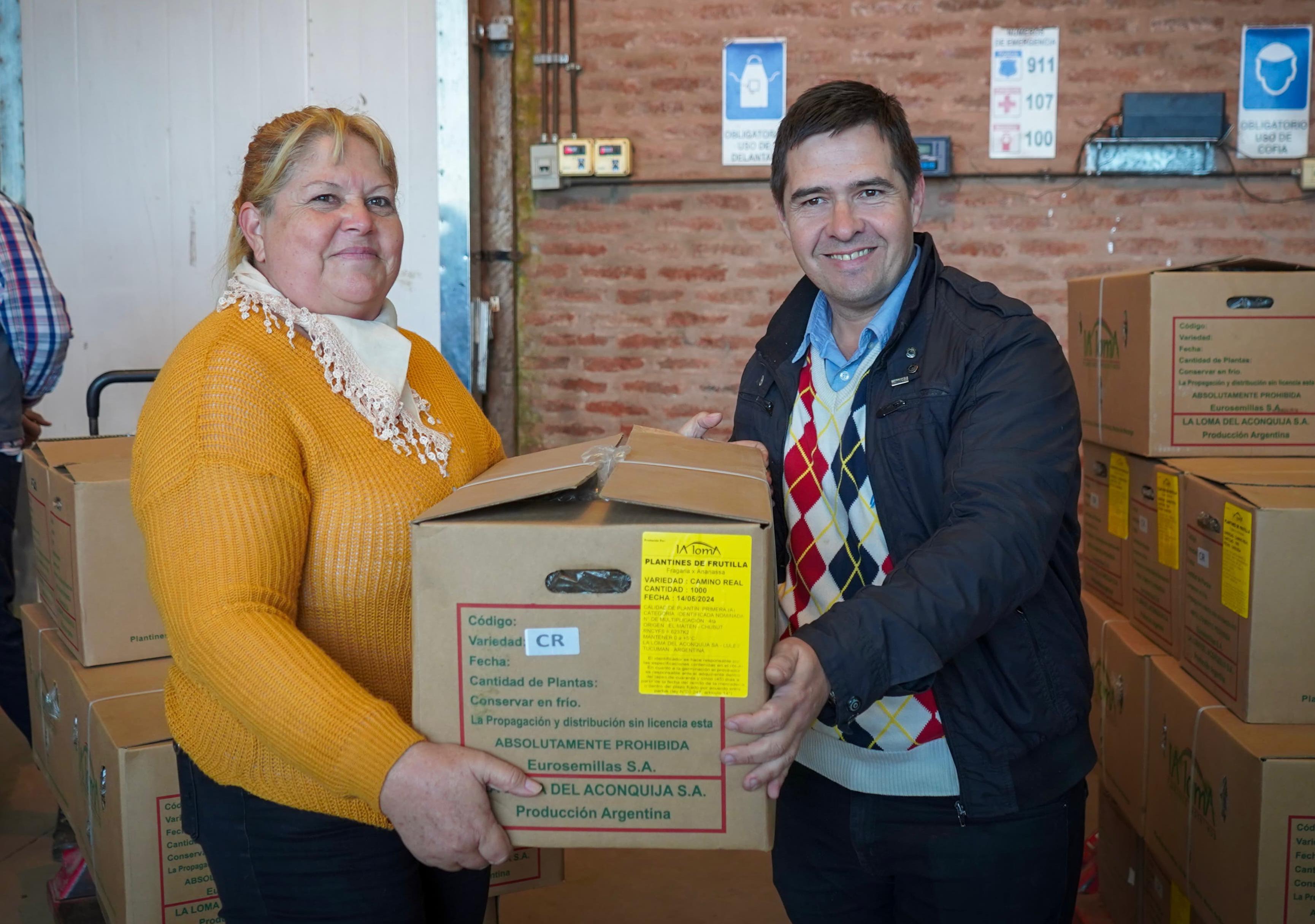 *IMPULSO AL SECTOR AGRÍCOLA: GOBIERNO ENTREGÓ PLANTINES DE FRUTILLAS A PRODUCTORES DE 30 LOCALIDADES*