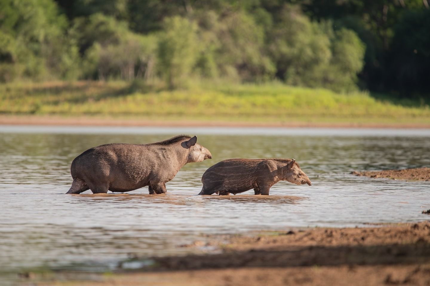 10° ANIVERSARIO DEL PARQUE NACIONAL EL IMPENETRABLE, UN PILAR DEL TURISMO SOSTENIBLE EN CHACO
